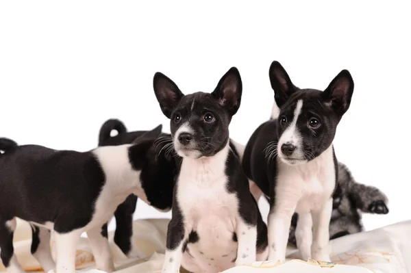 Cachorrinho de cães Basenji — Fotografia de Stock