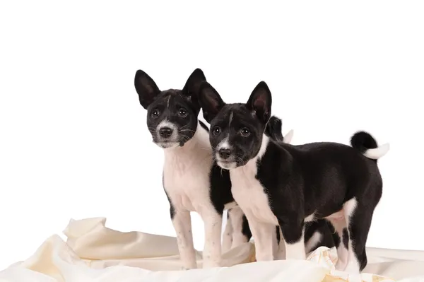 Cachorrinho de cães Basenji — Fotografia de Stock