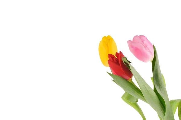 Tulips in the studio — Stock Photo, Image