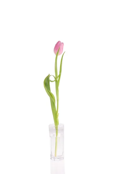 Tulipán en el estudio —  Fotos de Stock