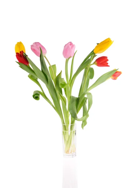 Tulpen in de studio — Stockfoto