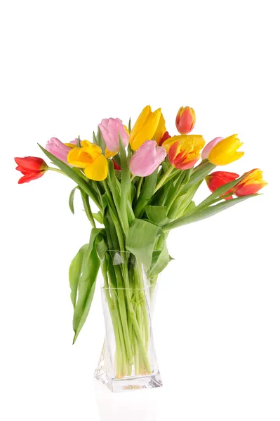 Tulpen in de studio — Stockfoto