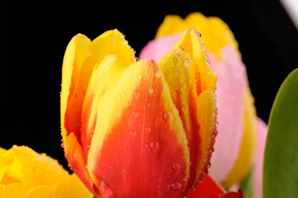 Tulipes en studio close-up — Photo