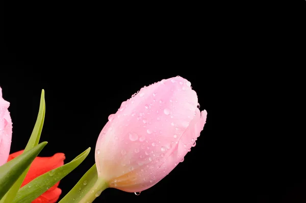 Tulipanes en el estudio de cerca — Foto de Stock