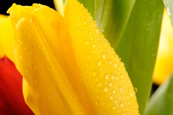 Tulipanes en el estudio de cerca —  Fotos de Stock