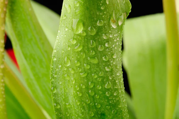 Tulips leaf in the studio close-up — Stock Photo, Image