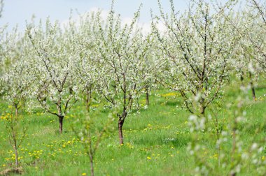 Çiçek Bahçe Beyaz bloom ile