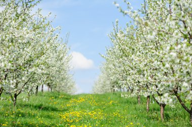 Çiçek Bahçe Beyaz bloom ile