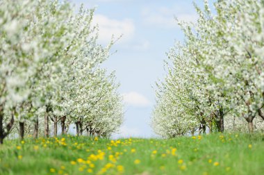 Çiçek Bahçe Beyaz bloom ile
