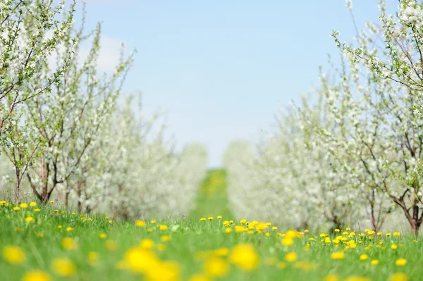 Blommande trädgård med vit Blom — Stockfoto