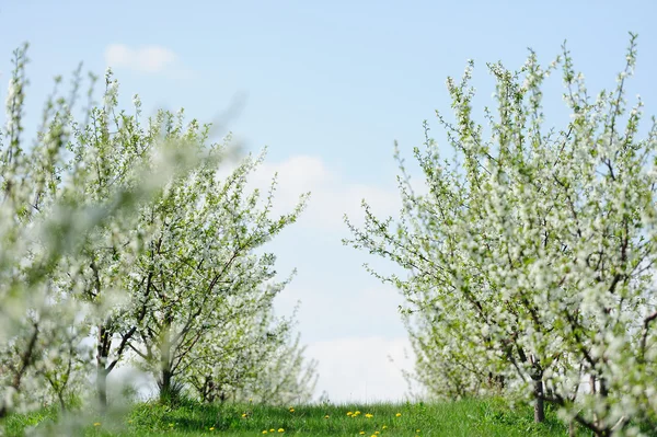 Giardino fiorito con fiore bianco — Foto Stock