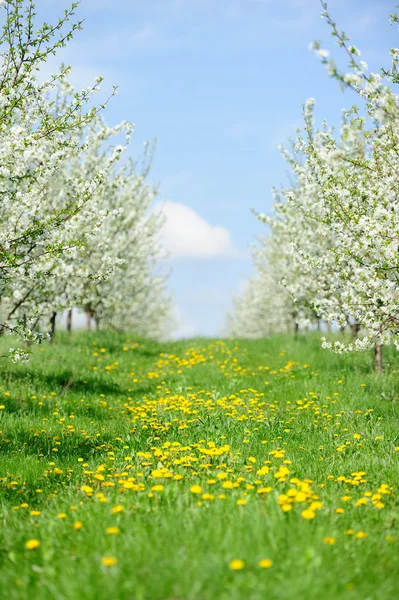 Giardino fiorito con fiore bianco — Foto Stock