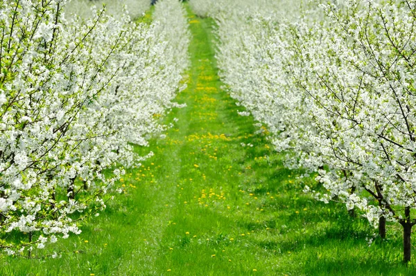 Цветущий сад с белыми цветами — стоковое фото