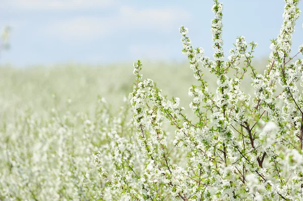 Giardino fiorito con fiore bianco — Foto Stock