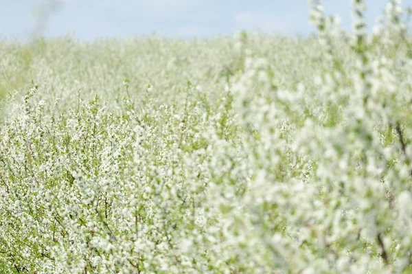 Blühender Garten mit weißer Blüte — Stockfoto