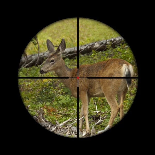 Roe deer in crosshairs — Stock Photo, Image