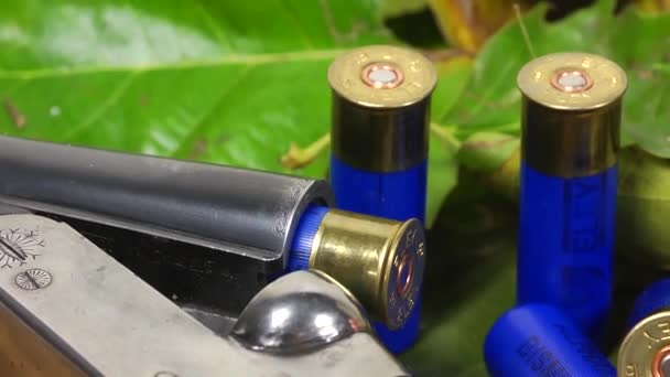 Fusil de chasse, coquillages et feuilles d'automne 