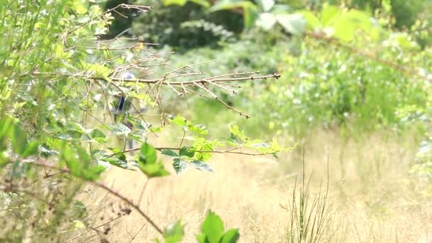 Mountain biking through nature — Stock Video