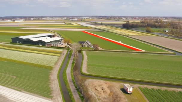 Aerial Footage Dutch Bulb Flower Fields Lisse — Stock Video