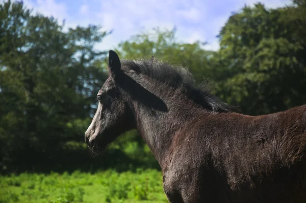 Föl — Stockfoto