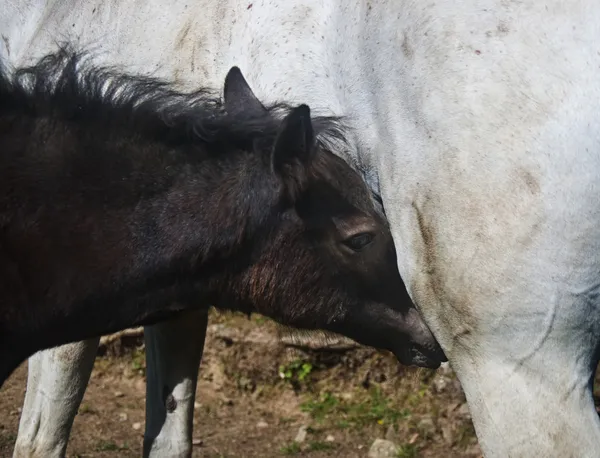 Mamma — Stockfoto