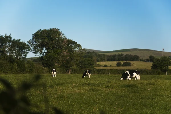 Typowe Irlandia — Zdjęcie stockowe