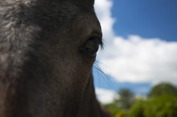 Foal's portrait — Stock Photo, Image