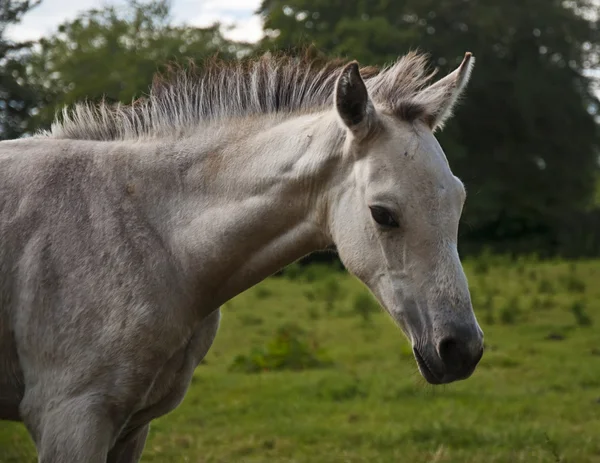 Foal Portrait — Stock Photo, Image