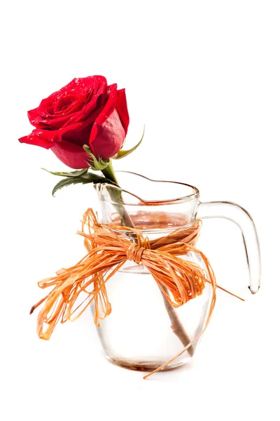 Krásné červené růže květ na bílém pozadí — Stock fotografie