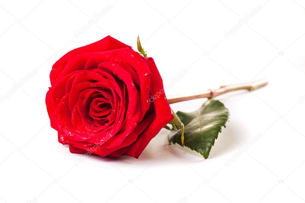 https://st.depositphotos.com/1006463/1248/i/950/depositphotos_12482965-stock-photo-beautiful-red-rose-flower-on.jpg