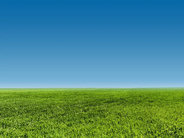 Imagen de campo de hierba verde y cielo azul claro —  Fotos de Stock