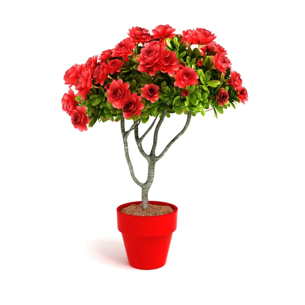 3d home plant on white background — Stock Photo, Image