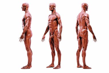 İnsan kas sisteminin 3D görüntüsü, detaylı görünüm