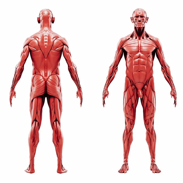 Återgivning Människans Muskelsystem Detaljerad — Stockfoto