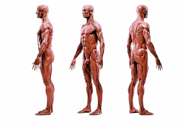 人間の筋肉系の3Dレンダリング 詳細ビュー — ストック写真