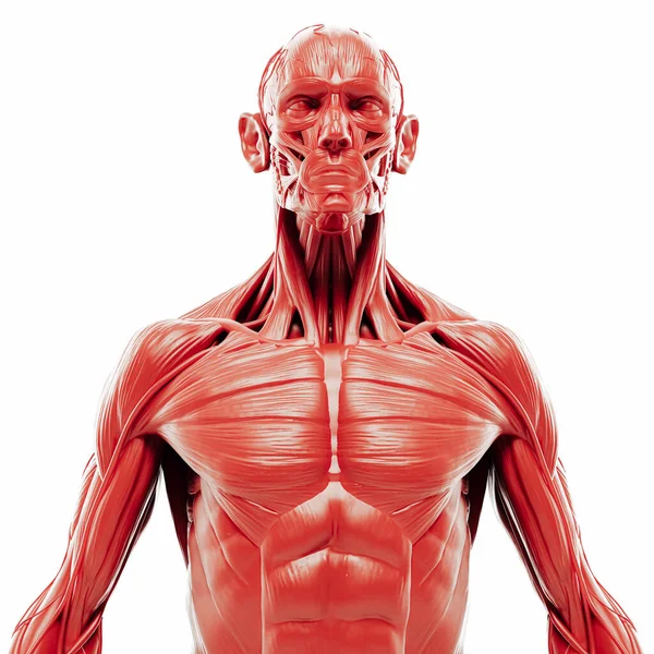 Återgivning Människans Muskelsystem Detaljerad — Stockfoto