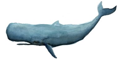 Sperm Balinası suluboya resmi