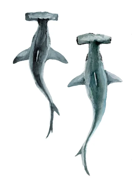 Két Kalapácsfejű Cápa Felülnézetből Whatercolor Festés — Stock Fotó