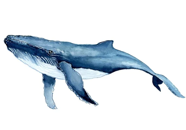Μπλε Ζωγραφική Ακουαρέλα Φάλαινα — Φωτογραφία Αρχείου
