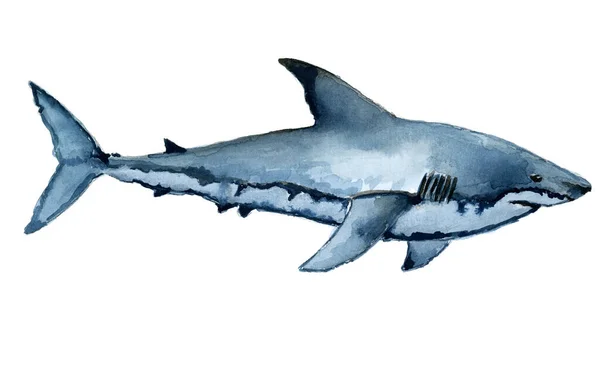 Tiburón Blanco Grande Whatercolor Pintura —  Fotos de Stock