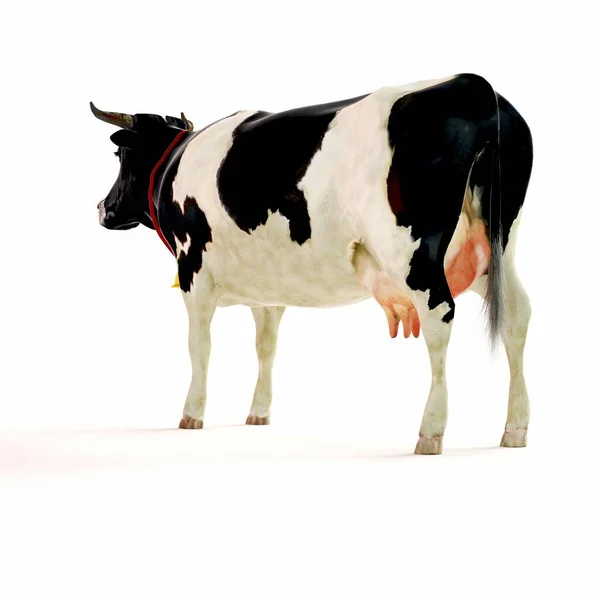 Αγελάδα Καθιστούν Λευκό Φόντο — Φωτογραφία Αρχείου