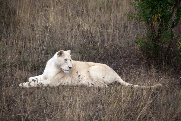 Witte Leeuw — Stockfoto