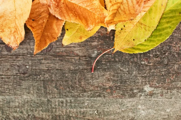 Frunze de toamnă pe fundal din lemn — Fotografie, imagine de stoc