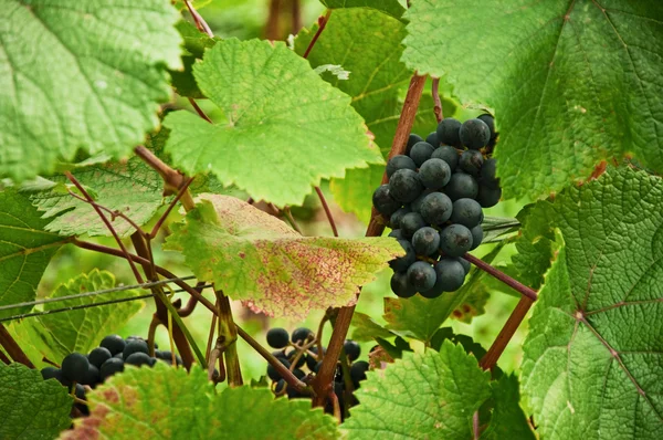 Świeże winogrona smaczny — Zdjęcie stockowe
