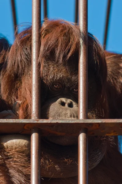 動物園でオランウータン — ストック写真