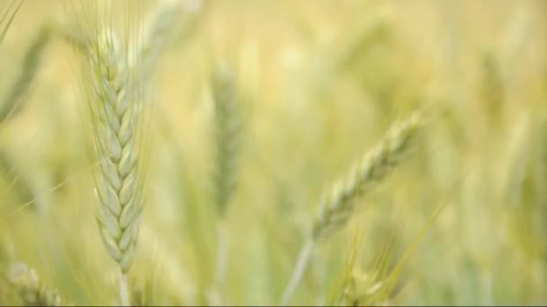 Campo de trigo en primavera — Vídeo de stock