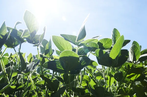 Plantas de soja, de perto — Fotografia de Stock