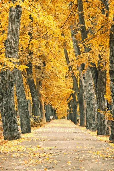 Herbstpark — Stockfoto