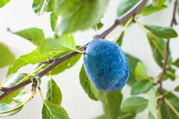 Ripe plum — Stock Photo, Image