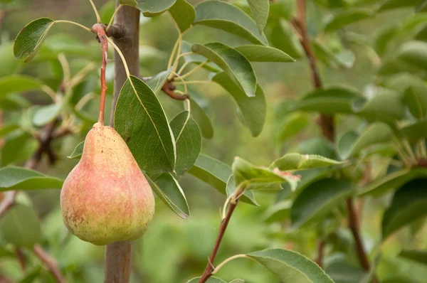 Pear on the branch — Stok fotoğraf